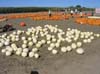 Pumpkin Patch 2007