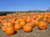 Pumpkin Patch 2007