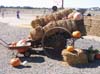 Pumpkin Patch 2007